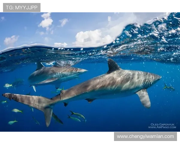 加勒比地区足球明星阵容及其精彩瞬间全景展示